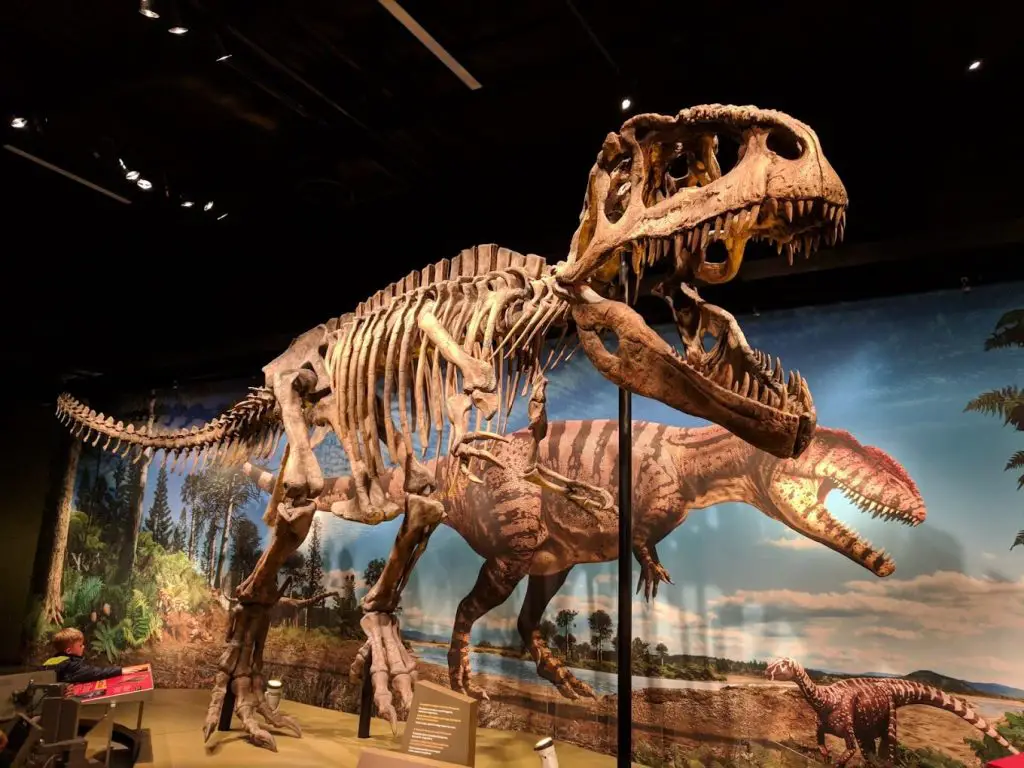 Denver Museum Natural History 
